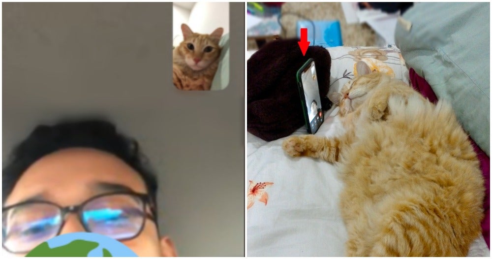 M'Sian Woman'S Cat Helps Owner To Video Call Bf While He Was In A Traffic Jam - World Of Buzz 5