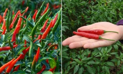 New Study Shows That Eating A Lot Of Fresh &Amp; Dried Chillies Is Linked To Memory Loss - World Of Buzz