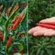 New Study Shows That Eating A Lot Of Fresh &Amp; Dried Chillies Is Linked To Memory Loss - World Of Buzz