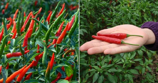 New Study Shows That Eating A Lot of Fresh & Dried Chillies Is Linked To Memory Loss - WORLD OF BUZZ