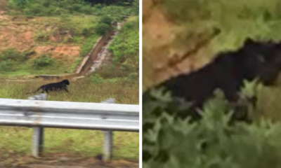 Photo Of Endangered Black Panther Crossing Janda Baik Highway In Search Of New Territory Goes Viral - World Of Buzz