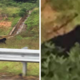 Photo Of Endangered Black Panther Crossing Janda Baik Highway In Search Of New Territory Goes Viral - World Of Buzz