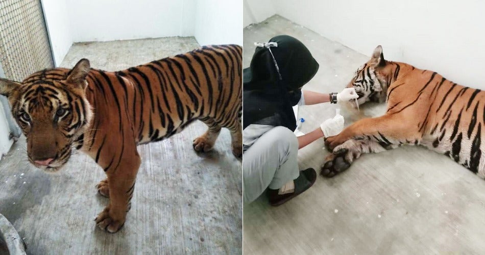 Seven Frozen Tiger Cubs Found Dead Inside a Car in Vietnam, Smuggled for  Consumption in China