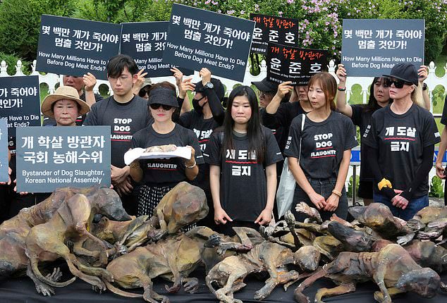 South Koreans Eat Boiled Dog Meat Protesting Against Dog Meat Ban - World Of Buzz 3