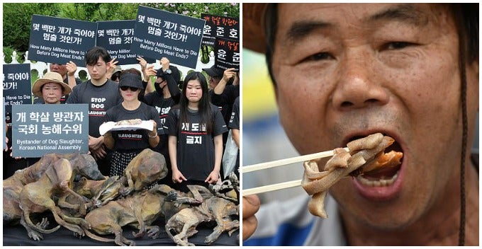 South Koreans Eat Boiled Dog Meat Protesting Against Dog Meat Ban - WORLD OF BUZZ 7