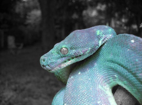 The World's Most Expensive Is A Green Tree Python That's Not Green But Blue - World Of Buzz 1