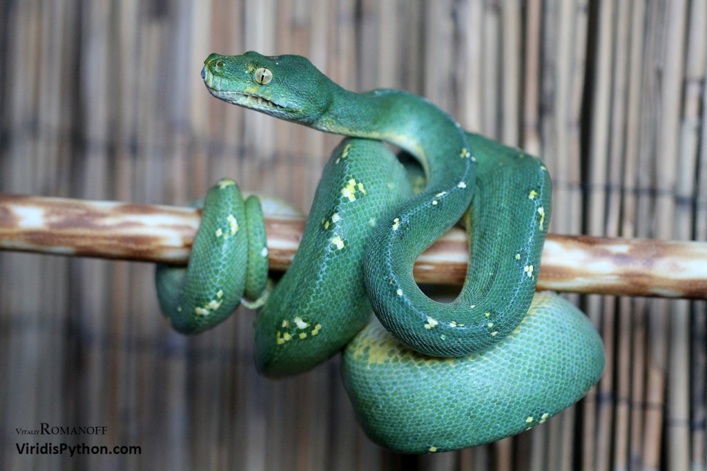 The World's Most Expensive Snake Is A Rare Green Tree Python That Costs ...