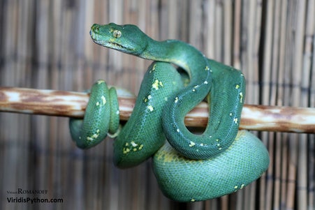 The World's Most Expensive Is A Green Tree Python That's Not Green But Blue - World Of Buzz 2