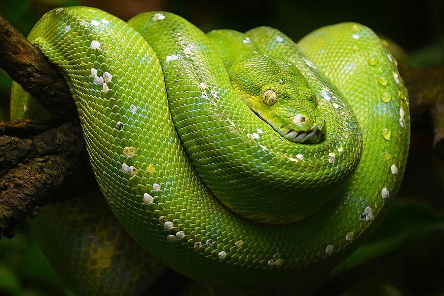 The World's Most Expensive Is A Green Tree Python That's Not Green But Blue - WORLD OF BUZZ 3