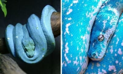 The World'S Most Expensive Is A Green Tree Python That'S Not Green But Blue - World Of Buzz 4