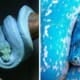 The World'S Most Expensive Is A Green Tree Python That'S Not Green But Blue - World Of Buzz 4