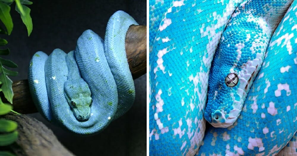 The World's Most Expensive Is A Green Tree Python That's Not Green But Blue - WORLD OF BUZZ 4