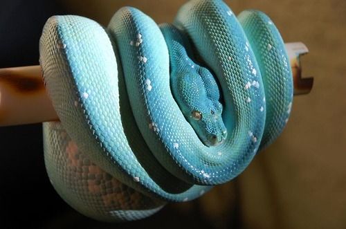The World's Most Expensive Is A Green Tree Python That's Not Green But Blue - WORLD OF BUZZ