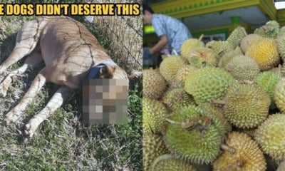 Thieves Sneak Into Perak Durian Farms And Poison The Watchdogs To Death - World Of Buzz 2