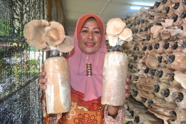 This School in Kelantan Made Over RM15,000 Thanks to Its Mushroom Farming Project - WORLD OF BUZZ 1