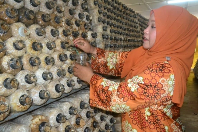 This School in Kelantan Made Over RM15,000 Thanks to Its Mushroom Farming Project - WORLD OF BUZZ 2