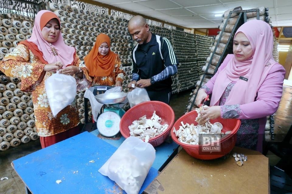 This School in Kelantan Made Over RM15,000 Thanks to Its Mushroom Farming Project - WORLD OF BUZZ 4