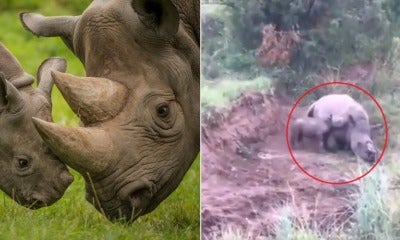 [Watch] Baby Rhino Tries To Wake Dead Mother Up Who Was Shot By Poachers In A Heart-Breaking Video - World Of Buzz