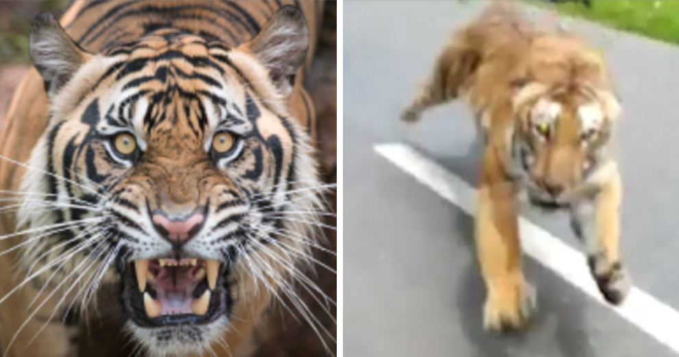 Watch: Horrifying Moment Tiger Chases Down Motorcyclists, Almost Killing Them - World Of Buzz