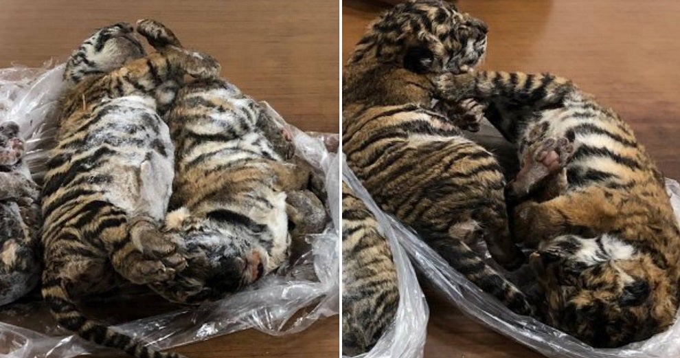 Wildlife Smugglers Arrested After Frozen Carcasses Of 7 Tiger Cubs Were Found Inside Car - WORLD OF BUZZ 1