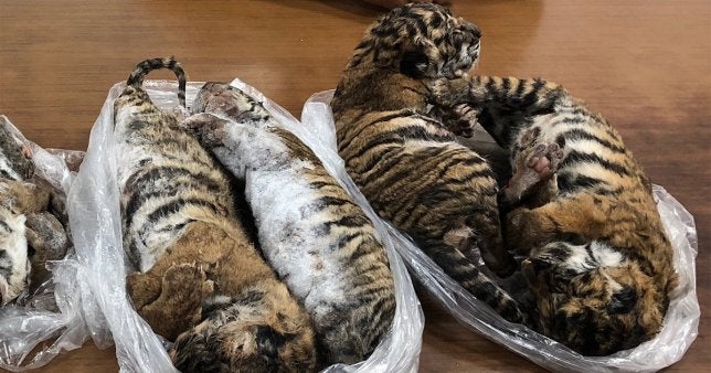 Wildlife Smugglers Arrested After Frozen Carcasses Of 7 Tiger Cubs Were Found Inside Car - WORLD OF BUZZ
