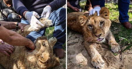 zoo receives backlash for declawing lion cub so visitors can play with it world of buzz 4 e1563328839574