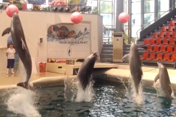 0 Dolphin dies mid performance at water park after being overworked