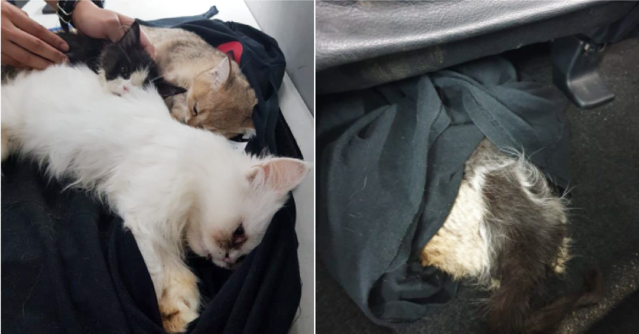 2 Men Sedated 3 Kittens Before Trying To Smuggle Them Under Their Car Seat - World Of Buzz 2