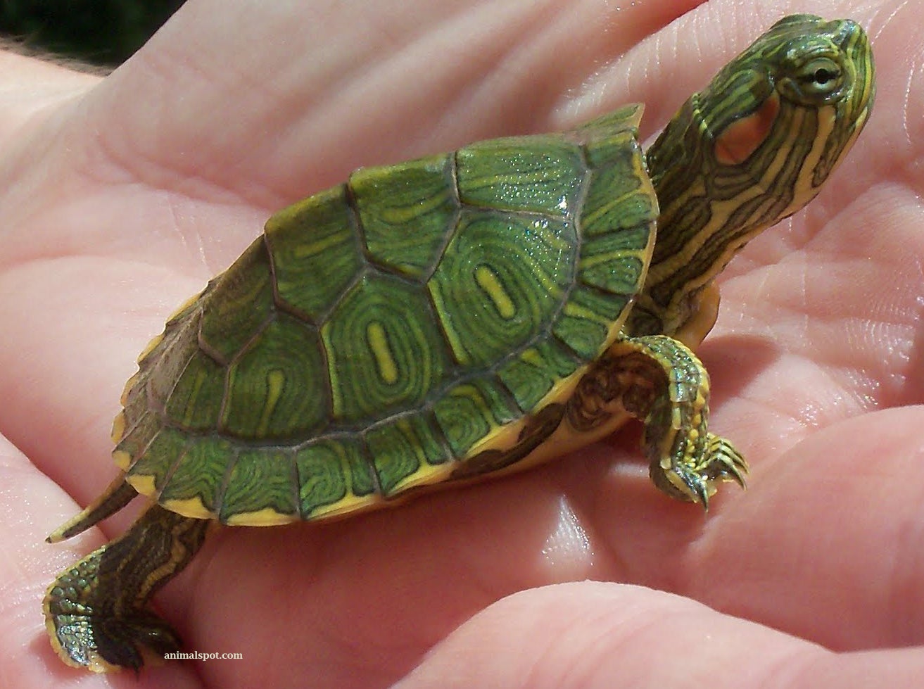 Baby Red Eared Slider Turtle2
