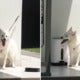 Poor Doggy Left Overnight On Short Leash Seen Trying To Get Out Of The Hot Sun - World Of Buzz