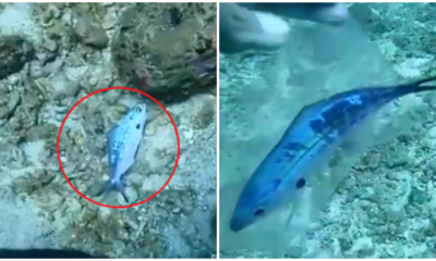 Fish Stuck In Clear Plastic Bag Strug - World Of Buzz