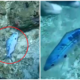 Fish Stuck In Clear Plastic Bag Strug - World Of Buzz