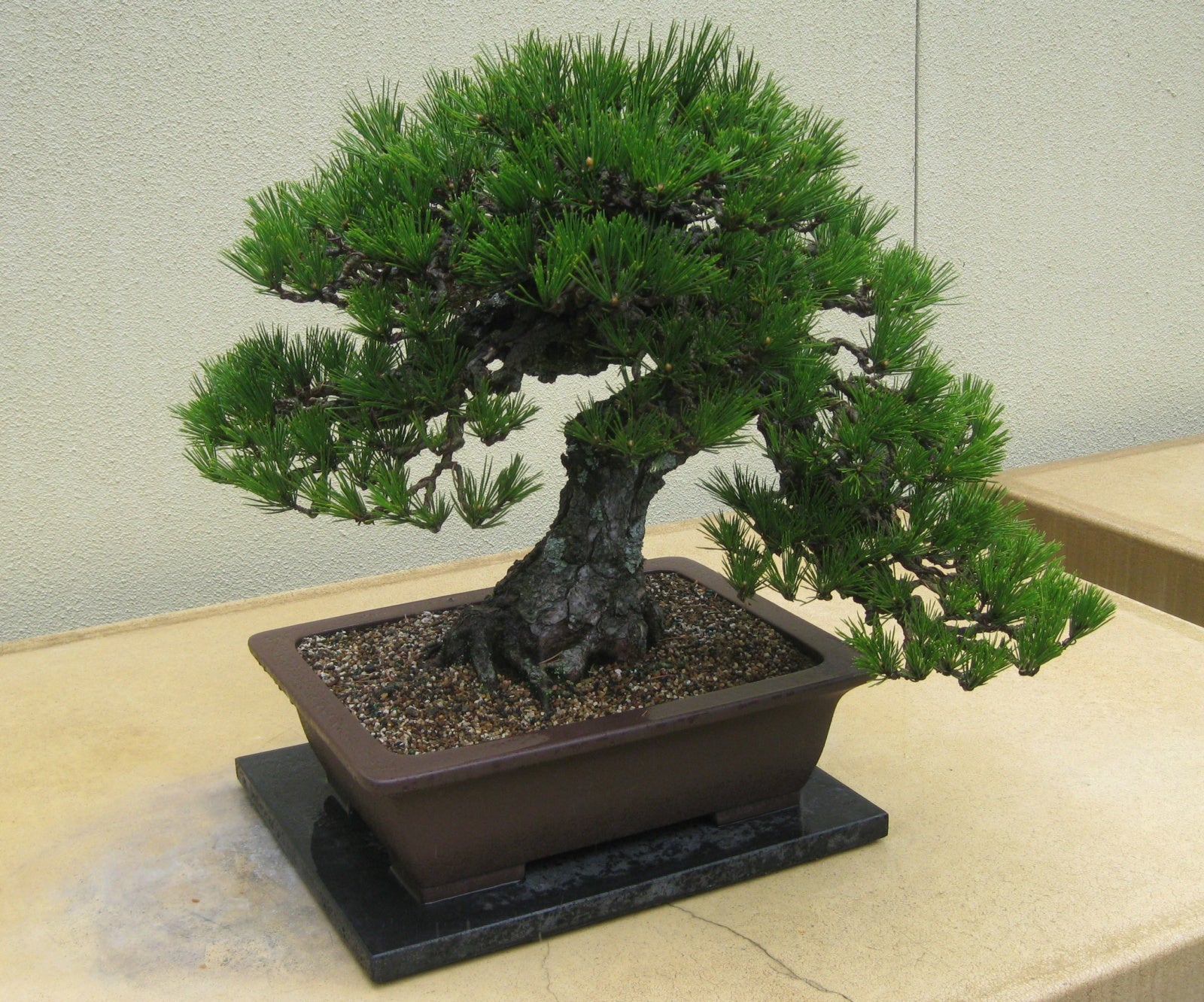 Pinus Thunbergii Bonsai