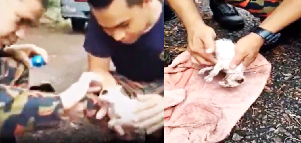 Abang Bomba From Kedah Performs Cpr On A Drowned Kitten And Saves Its Life - World Of Buzz 2