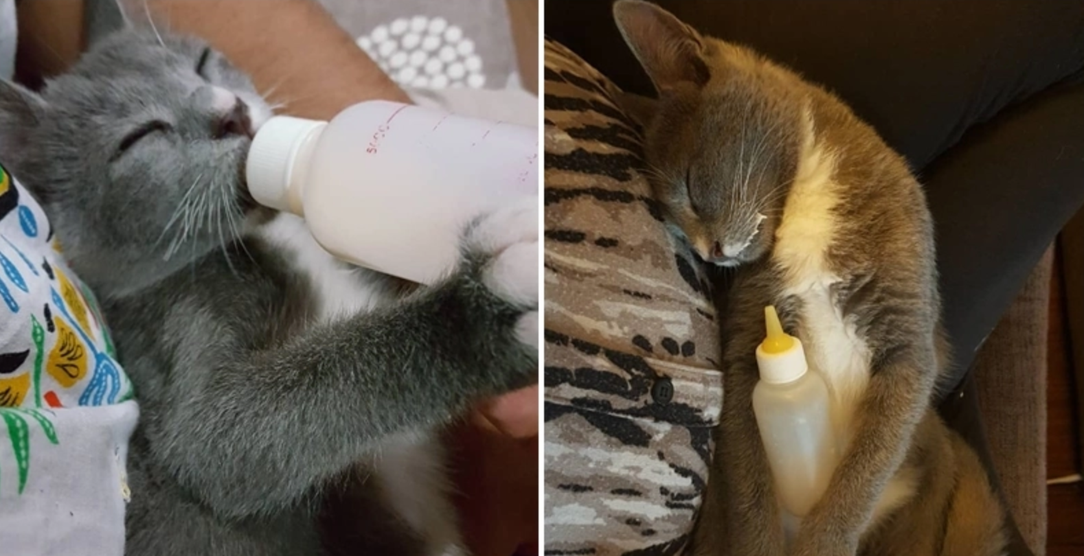 Abang Bomba From Kedah Performs Cpr On A Drowned Kitten And Saves Its Life - World Of Buzz 4