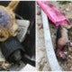 Abused Doggo Suffers Skull Fracture, Will Be Euthanised Without Help - World Of Buzz
