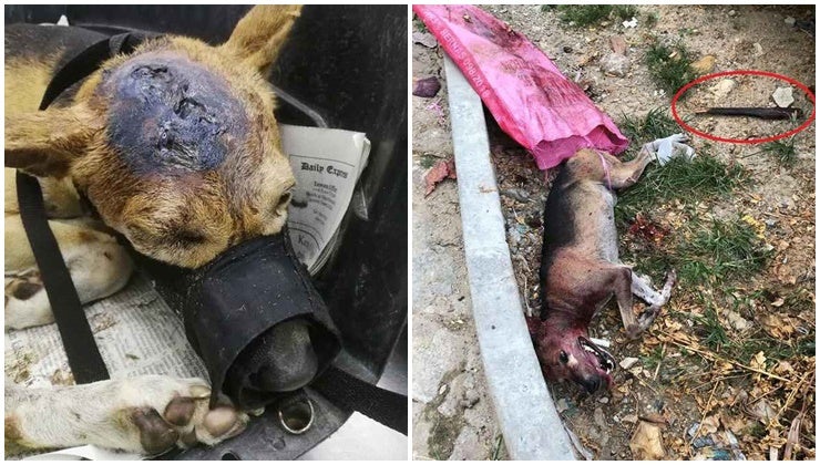 Abused Doggo Suffers Skull Fracture, Will Be Euthanised Without Help - WORLD OF BUZZ