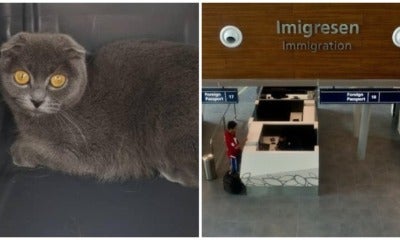 British Short Hair Cat Becomes &Quot;Illegal Immigrant&Quot; Due To Dubious Import Purr-Mit - World Of Buzz