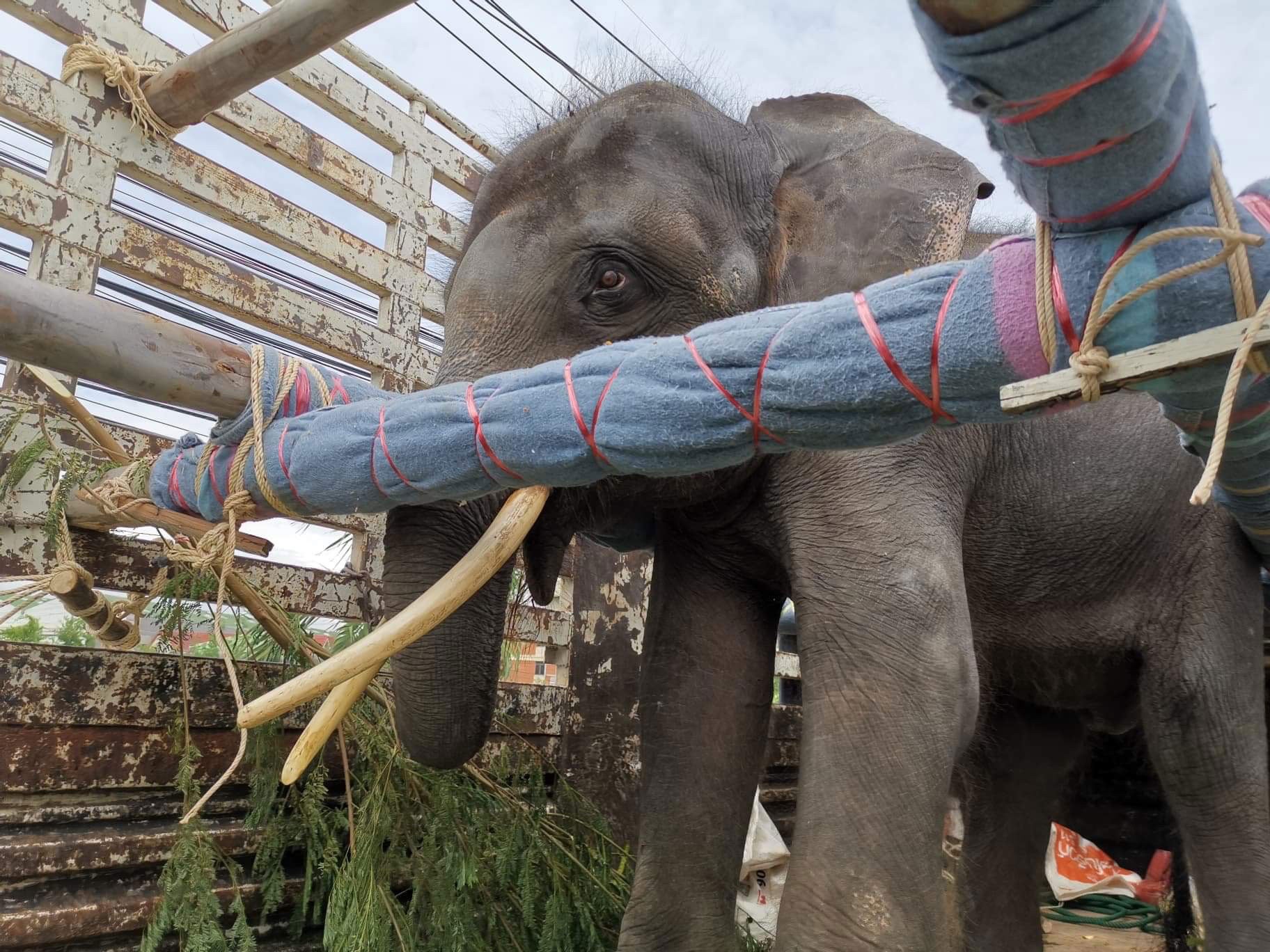 Chained &Amp; Injured Elephant Finally Gets Happy Ending When He Is Rescued From Cramped Enclosure - World Of Buzz 1