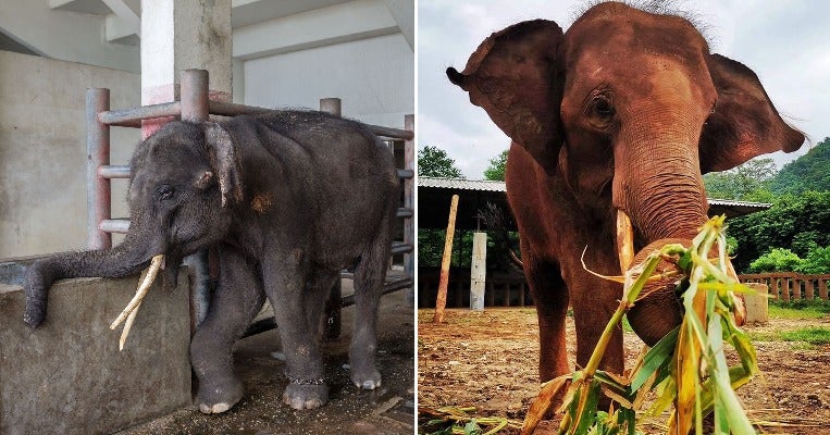 chained injured elephant finally gets happy ending when he is rescued from cramped enclosure world of buzz 4 1 1