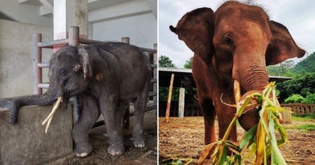 chained injured elephant finally gets happy ending when he is rescued from cramped enclosure world of buzz 4 1 e1565753802846
