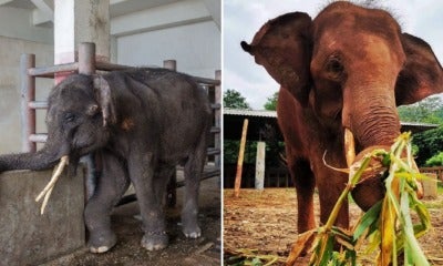 Chained &Amp; Injured Elephant Finally Gets Happy Ending When He Is Rescued From Cramped Enclosure - World Of Buzz 3