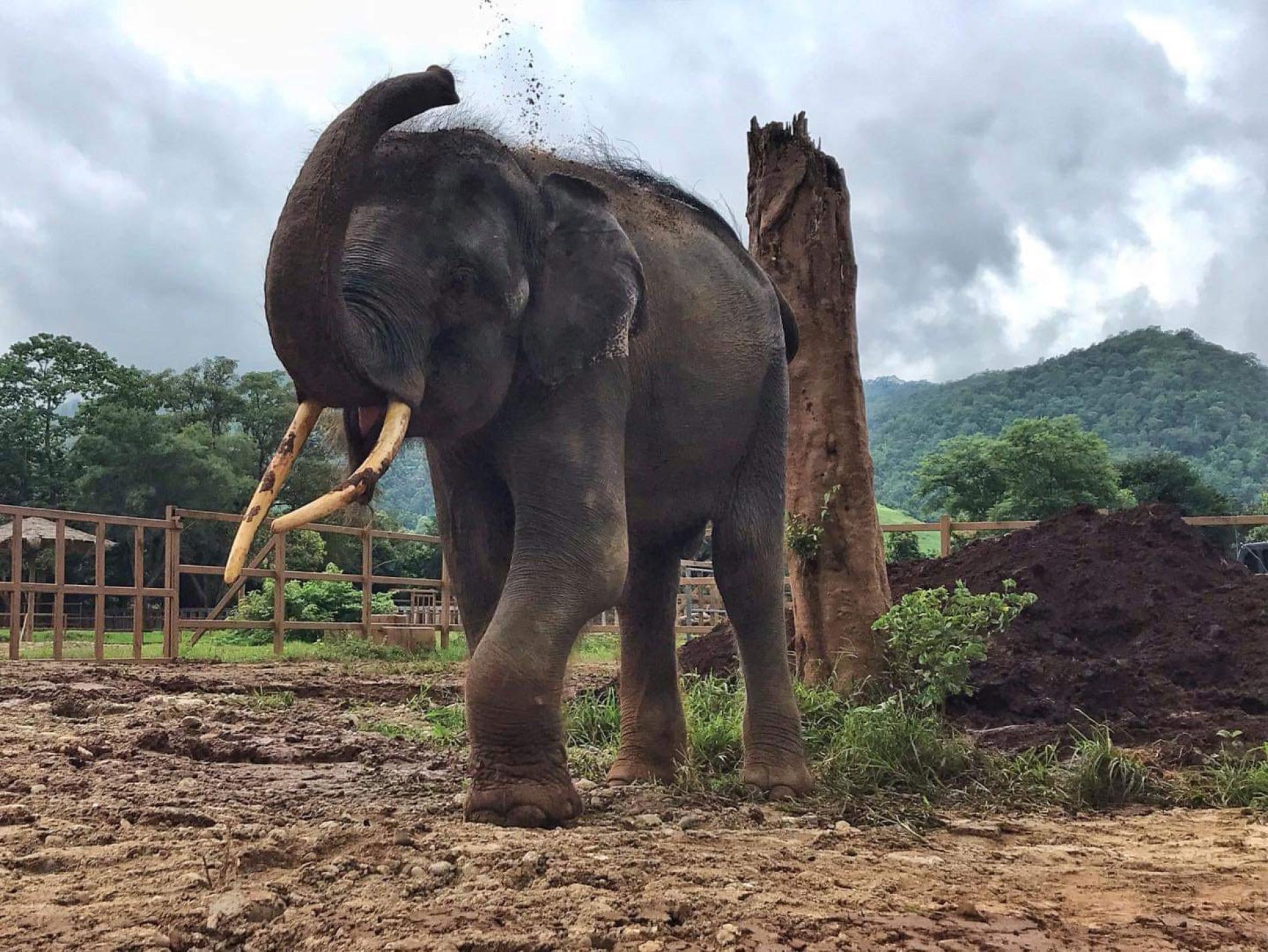 Chained & Injured Elephant Finally Gets Happy Ending When He Is Rescued From Cramped Enclosure - WORLD OF BUZZ