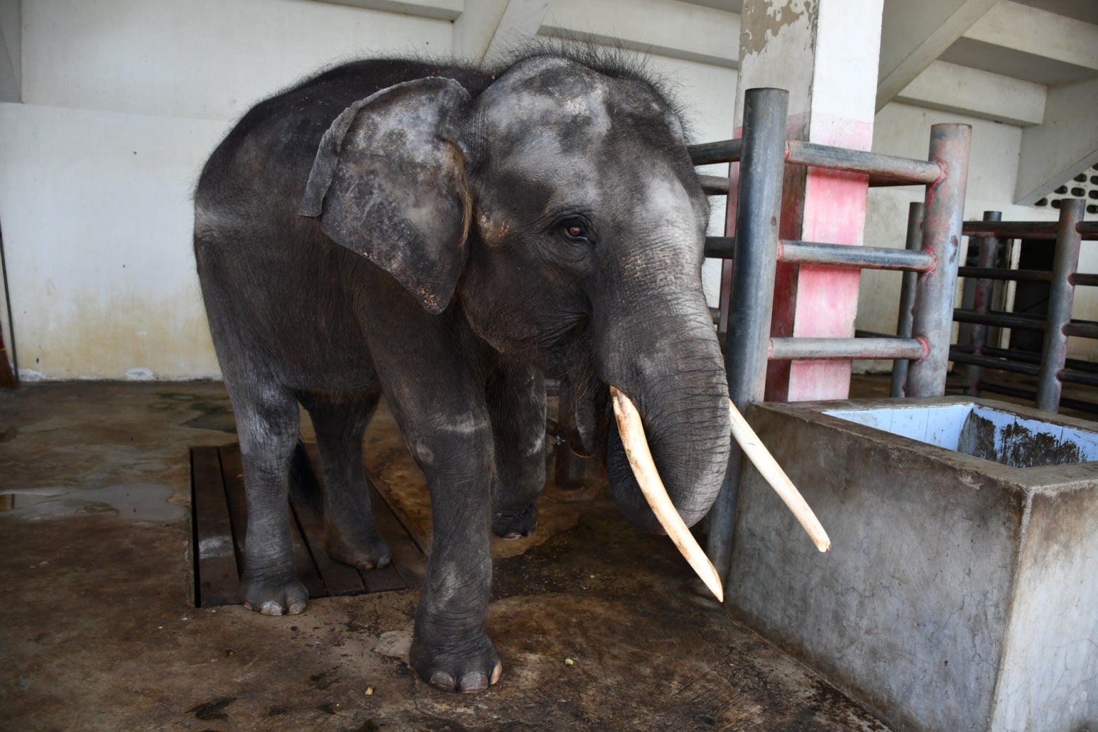 Chained & Injured Elephant Finally Gets His Happy Ending When He Is Rescued From Cramped Enclosure - WORLD OF BUZZ 1