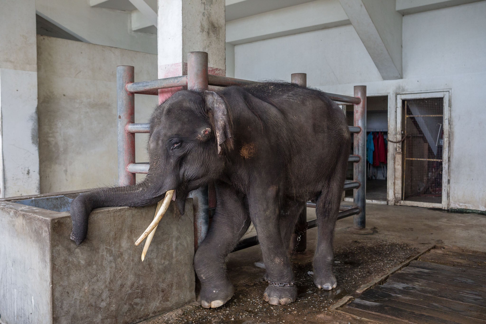 Chained &Amp; Injured Elephant Finally Gets His Happy Ending When He Is Rescued From Cramped Enclosure - World Of Buzz