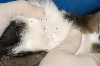 ctenocephalides felis flea infested cat high