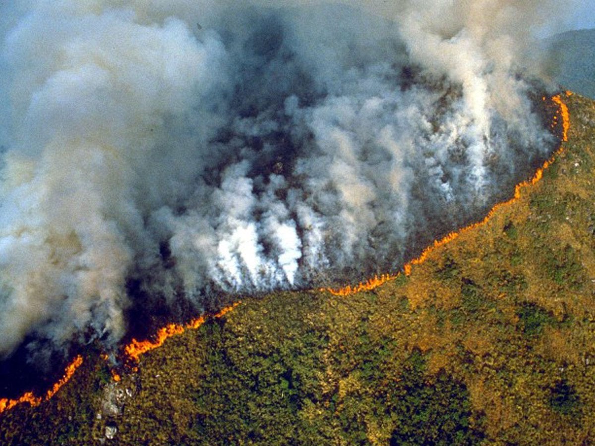 Did You Know The Amazon Has Been Burning for 3 Weeks & We Could Lose 20% of Oxygen in the World? - WORLD OF BUZZ 4