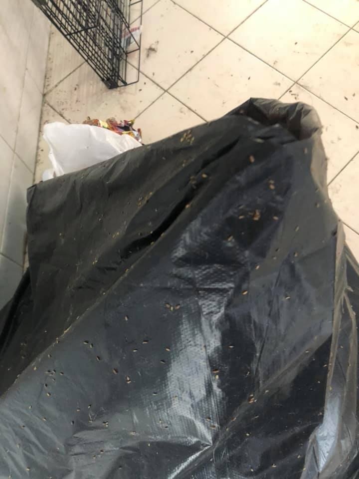 Dirty Tenant Left House Shah Alam With Cat Poop On Mattress, Unpaid Bills, And Rubbish Full Of Maggots - WORLD OF BUZZ 3