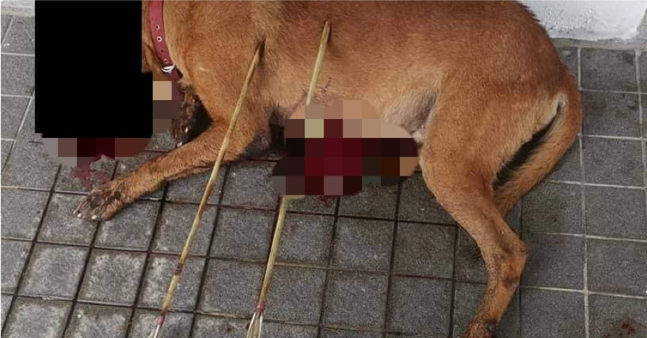 Dog In Langkawi Killed With Arrows, Animal Activist Willing To Find The Culprit At All Cost - World Of Buzz 1