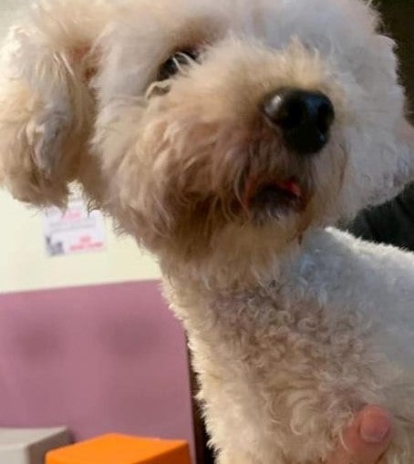 Dog Owners Allegedly Demand RM66,600 From Groomers After Its Tongue Was Accidentally Snipped - WORLD OF BUZZ 1